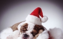 Jingle Bells - Instrumental MP3 Karaoke - Singing Dogs Jingle Bells - Instrumental MP3 Karaoke - Singing Dogs